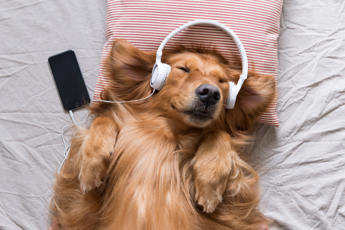 Harmonies for Happiness: Navigating the Symphony of Relaxation with Music and ASMR